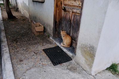 Cat looking at entrance of building