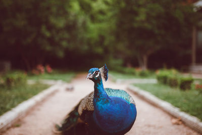 Close-up of a peacock