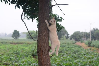 View of a horse on tree trunk