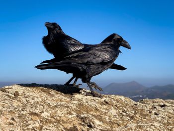 Close-up of ravens perching on rock against clear blue sky