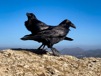 Dead bird on rock