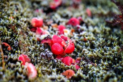 Close-up of red berries growing on plant