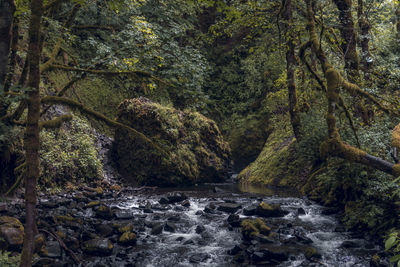 Scenic view of waterfall in forest