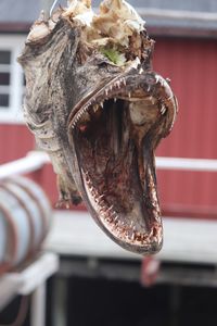 Close-up of animal skull