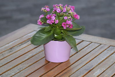 Close-up of pink flowers