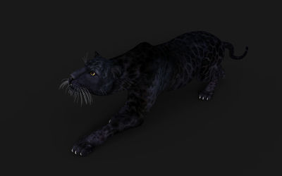 Side view of black cat