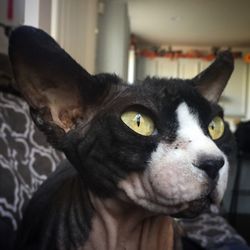 Close-up portrait of black cat at home