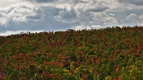 Scenic view of flowering plants on land against sky