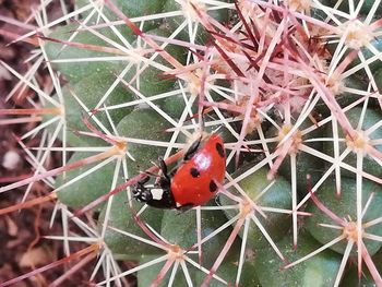 High angle view of ladybug on cactus