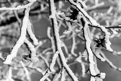 Close-up of snow on plants