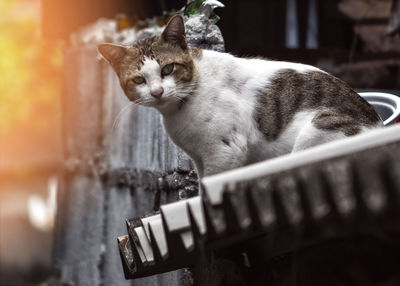 Close-up of a cat