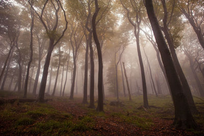 Trees in forest during foggy weather