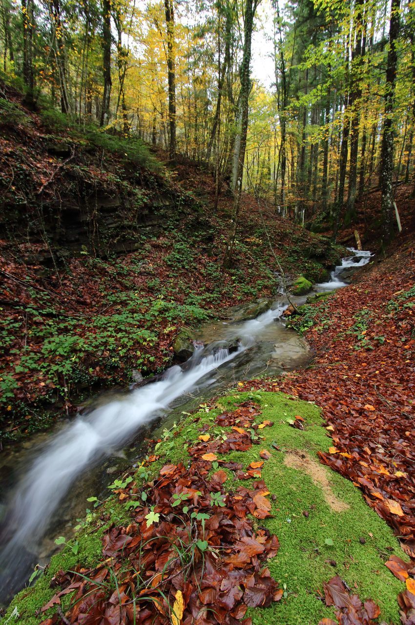 STREAM FLOWING AMIDST TREES IN FOREST