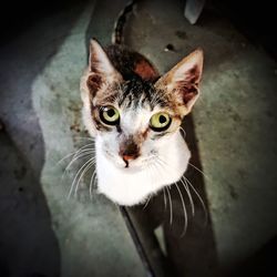 Close-up portrait of cat