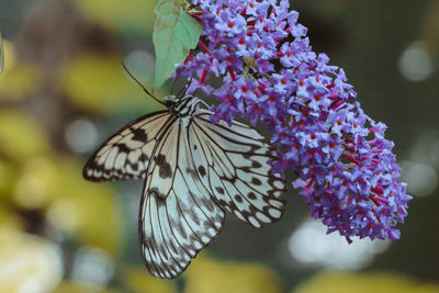 Close-up of butterfly pollinating on purple flower