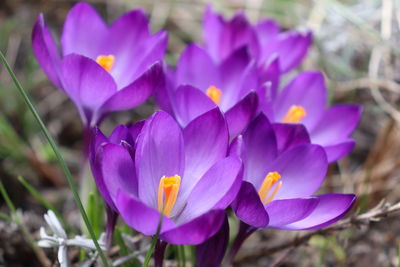 Close-up of purple crocus flowers