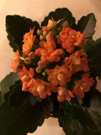 Close-up of flowers blooming outdoors