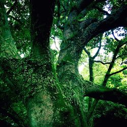 Low angle view of trees in forest