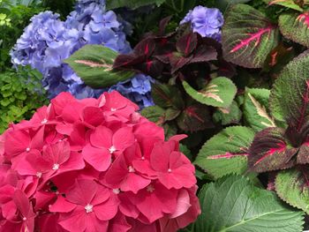 Close-up of flowers blooming outdoors