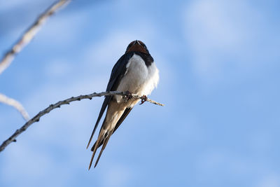 Low angle view of bird perching on branch against sky