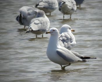 Swans in lake