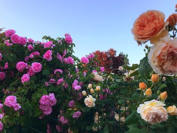 Close-up of pink roses