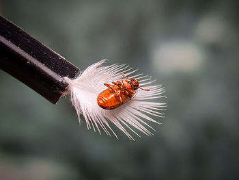 Close-up of insect on flower