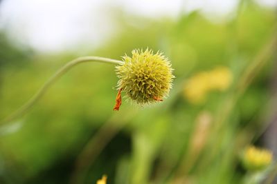 Close-up of insect on flower