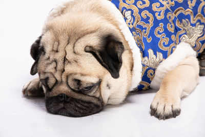 Close-up of a dog sleeping