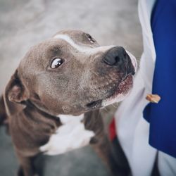 Close-up of dog