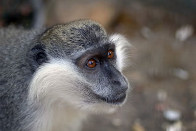 Close-up of monkey