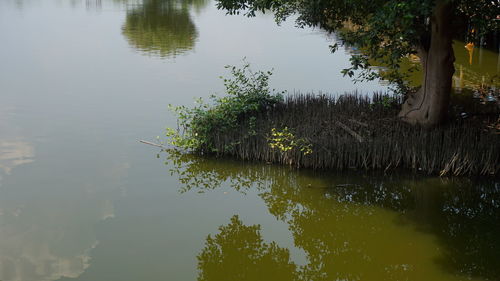 Scenic view of lake with trees reflection