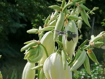 Close-up of insect on flowering plant