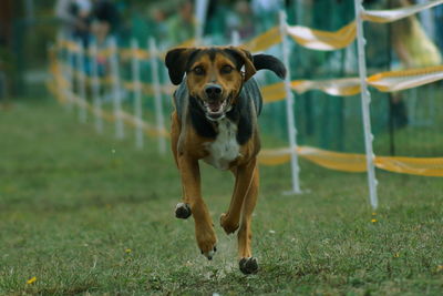 Portrait of dog on grass