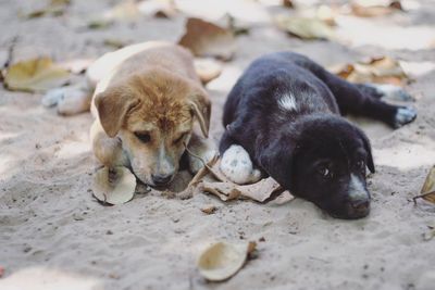 Close-up of two puppies