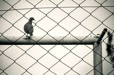 Boy looking at bird