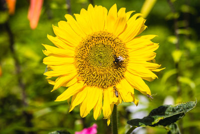 Close-up of bee on sunflower