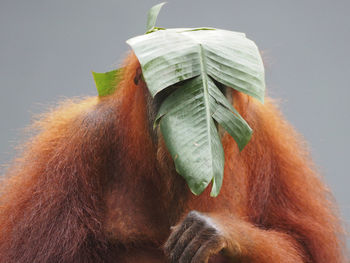 Close-up portrait of orangutan