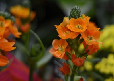 Close-up of orange flowers blooming outdoors