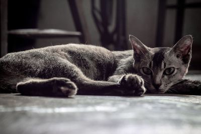 Close-up of cat sleeping