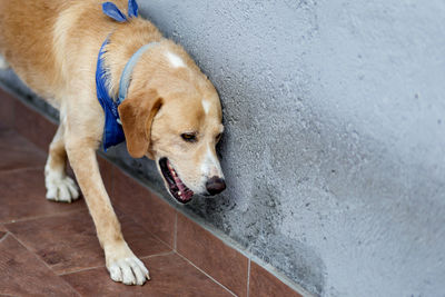 High angle view of a dog looking away