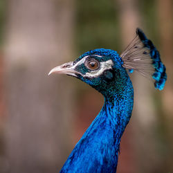 Close-up of a peacock