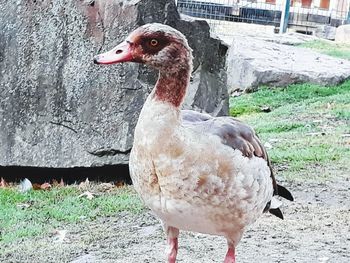 Close-up of a duck