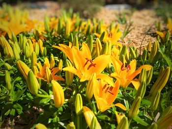 Close-up of yellow flowering plants on field