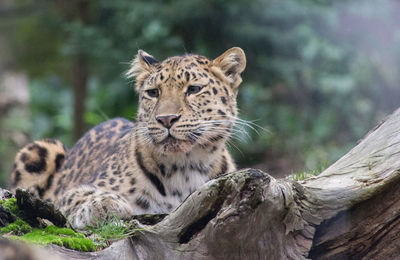 Leopard in a zoo