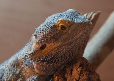 Close-up of lizard