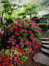 Pink flowers growing outdoors