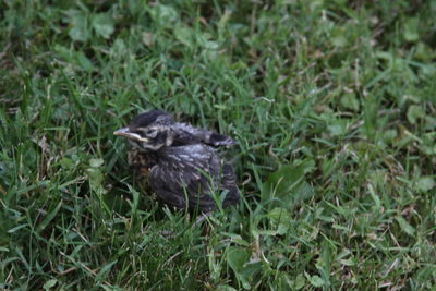 Bird perching on a field