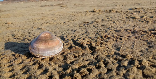 High angle view of shell on beach