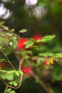 Close-up of red flower growing on tree